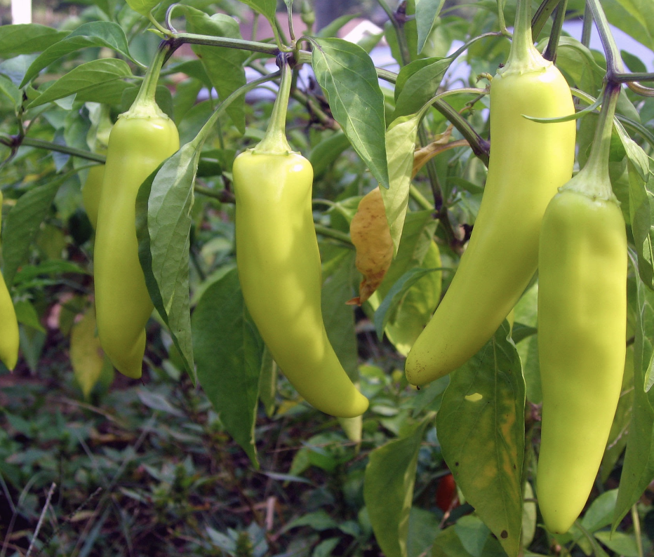 banana pepper 5